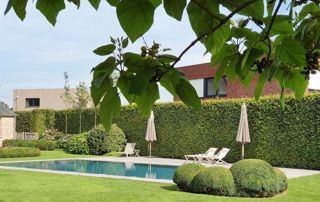 zwembad-buxus-bol-parasols